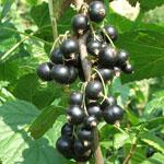 Arbusti fructiferi Coacaz negru.