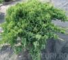 Arbusti rasinosi juniperus procumbens `nana`ghiveci 7 litri, 40 cm