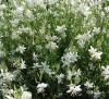 Flori de gradina perene gaura lindheimeri snowbird c2