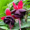 Fuchsia hybrida puts folly cercelus curgator la ghiveci de 12cm