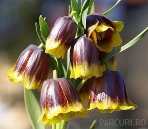 Plante acvatice, Fritilaria mychilovsky