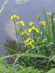 Plante acvatice Iris pseudocorus