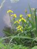 Plante acvatice iris pseudocorus