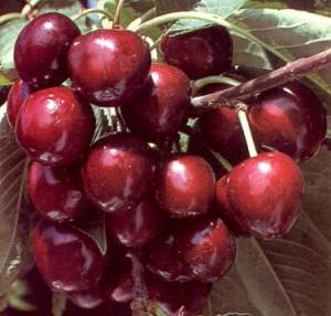 Pomi fructiferi Ciresi soiul Starking Giant. Puieti fructiferi ramificati, coroana formata.