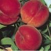 Pomi fructiferi piersic soiul cardinal. puieti