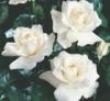 Trandafiri de gradina Polyantha White, planta formata cu radacina in ghiveci de 3.5 l