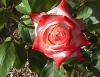Trandafiri de gradina Printesa Farah plante cu radacina in ghivece de 3.5 litri