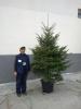 Abies alba, brazi autohtoni de gradina, inaltime 3.0-3.2 m cu radacina