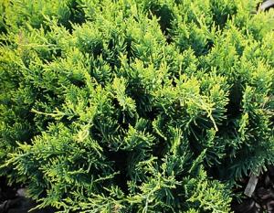 Arbusti rasinosi JUNIPERUS PFITZERIANA GOLD COAST ghiveci 18 litri, 80CM