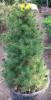 Arbusti rasinosi PICEA ALBERTINA CONICA ghiveci 5-7 litri, h - 50-60 cm
