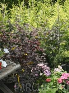 Artar japonez  ACER PALMATUM `FIREGLOW`ghiveci 7 litri , h=80-100cm