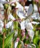 Flori de gradina perene gaura lindheimeri white dove