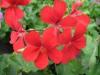 Plante de balcon muscate curgatoare cu floare simpla (Pelargonium peltatum Blizzard Fire