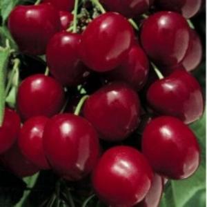 Pomi fructiferi Ciresi soiul`Bigarreau Burlat 1/2 F , la ghiveci de 15l   Puieti fructiferi ramificati, coroana formata, pe rod