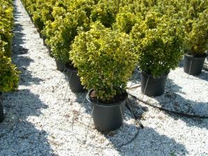 Arbust frunze persistente EUONYMUS JAPONICUS ELEGANTISSIMUS AUREUS, bila ghiv 18 litri, diametru 40 cm