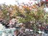 Artar japonez acer palmatum `atropurpureum`ghiveci