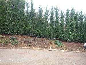 Gard viu rasinoase Cupressocyparis leylandii 100-125 cm clt 7,5 l