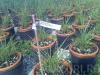 Ierburi graminee miscanthus sinensis `gold bar, la