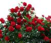 Trandafiri urcatori h=2m planta la ghiveci de 5 litri, flori rosii