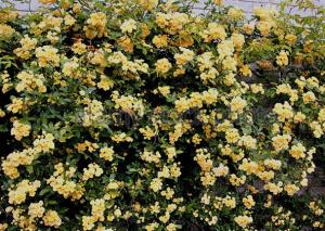 Trandafiri urcatori soiul `Banksiae Lutea` H200-250 cm, ghiveci de 5 litri