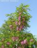 Arbore parfumat robinia pseudoacacia casque rouge /salcam