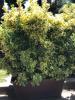 Arbust frunze persistente euonymus japonicus elegantissimus aureus,