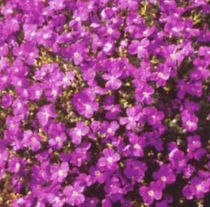 Flori de gradina  perene AUBRIETA/AUBRIETA ROYAL VIOLET