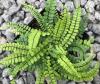 Flori de gradina perene asplenium trichomanes /