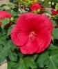 Flori perene hibiscus moscheutos extreme oak red 3 litri