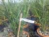 Ierburi graminee miscanthus sinensis `zebrinus strictus`, la