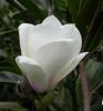 Magnolia soulangeana `lennei alba` ghiveci 15 litri,