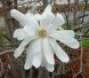 MAGNOLIA STELLATA ghiveci 7-10 litri h= 80-100cm