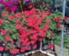 Plante de balcon muscate curgatoare rosii cu floare