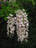 Plante urcatoare wisteria sinensis (glicina) ghiveci 3-5 litri,