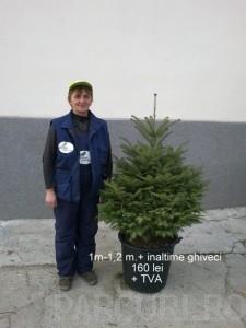 Abies alba, brazi naturali cu inaltime 1-1,2 m. cu radacina in ghiveci.