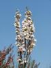 Arbori foiosi prunus serrulata `amanogawa` 10/12 circumf. trunchi (50