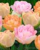 Bulbi de lalele Duble tarzii, Angelique mix, culori deschise, piersiciu, roz, 7buc/punga flori batute