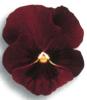 Flori bienale: viola witrokiana /panselute ghiveci 9 cm