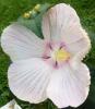 Flori perene hibiscus moscheutos extreme sparkle 3 litri