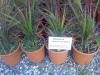 Ierburi graminee `imperata cilindrica red baron`la