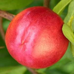 Pomi fructiferi Piersic soiul Nectared. Puieti fructiferi altoiti.