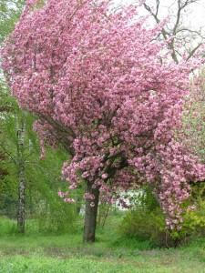 Arbori foiosi PRUNUS SERRULATA `KANZAN`/ CIRES JAPONEZ 12/14 circumf. trunchi (70 litri)