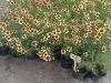 Flori de gradina perene coreopsis/ coreopsis route
