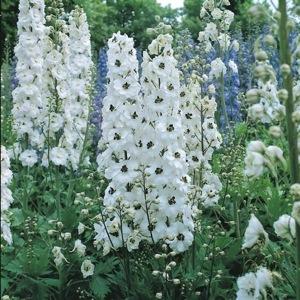 Flori de gradina perene Delphinium White
