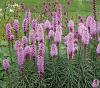 Flori de gradina perene liatris spicata kobold/ stea