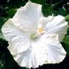Flori perene hibiscus moscheutos extreme pure white 3 litri