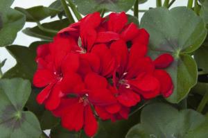 Muscate curgatoare, floare dubla Pelargonium Atlantic Fire, rosu, ghiv.10 cm