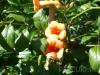 Plante cataratoare bignonia yellow trumpet /trompetica ghiveci 5-7