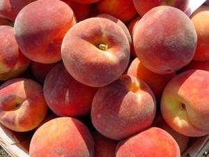 Pomi fructiferi Piersic soiul Redhaven la ghiveci. Puieti fructiferi altoiti.
