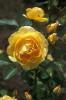 Trandafiri englezesti de gradina Graham Thomas, planta formata cu radacina in ghiveci de 3.5 litri
